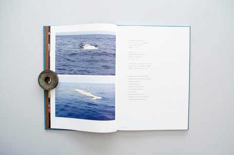 Eye of Whale